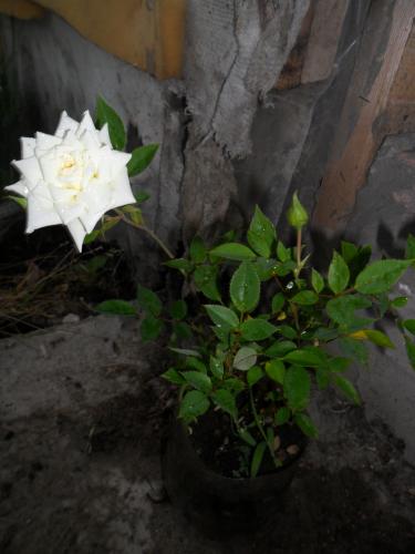 роза карликовая